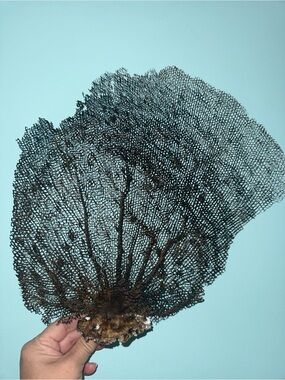 Natural Brown Copper Sea Fan Coral Wall Accent Nautical Coastal Decor